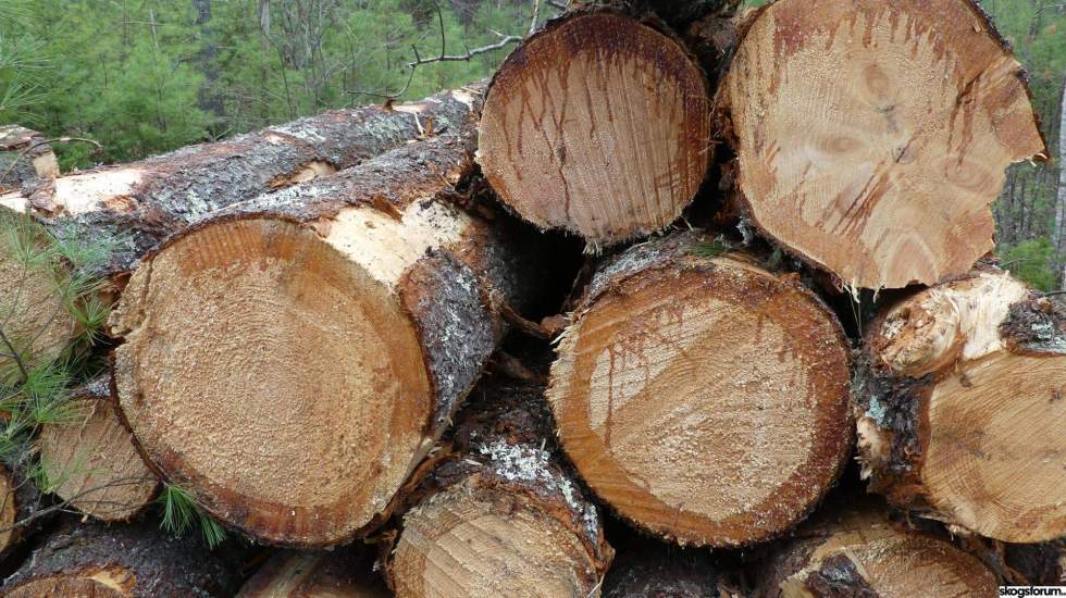 1781681953_skogen-white_pine.jpg