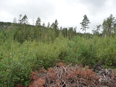 Röjning plantskogen före_litet.jpg