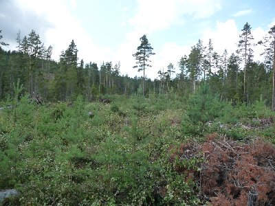 Röjning plantskogen efter_ litet.jpg