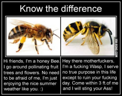 know-the-difference-bee-vs-wasps.jpg