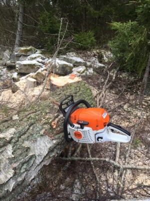 1487260681_stihl_362_bjoerk.jpg