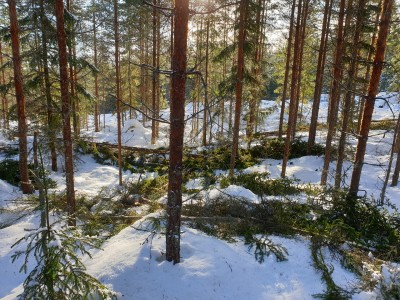 1550150810_faellda_granar.jpg