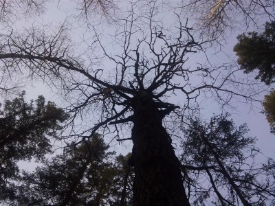 DSC06973 (Large).JPG