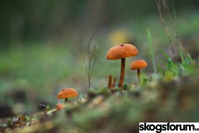 1646659931_cortinarius-kalavverkning.jpg