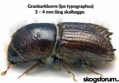 1670322046_granbarkborre-ips-typographus.jpg