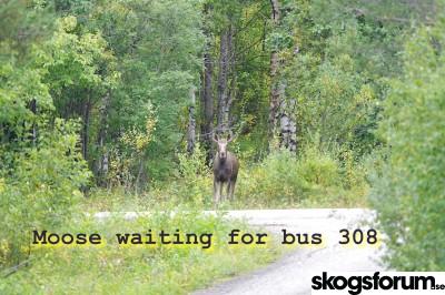 1787256041_aug2026moosebus308.jpg