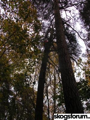 IMG_3571.jpg