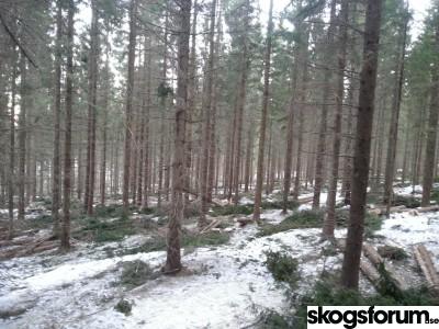 skog.jpg