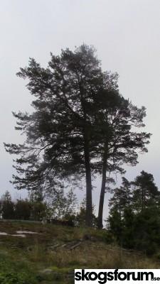 1444079331_sollv_furu_5.10_1_s.jpg