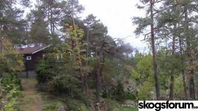 1444079347_sollv_furu_5.10_2_s.jpg