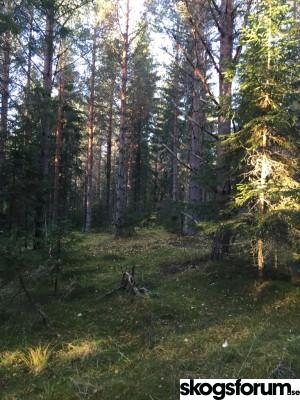 ImageUploadedByskogsforum forum1444896027.546609.jpg