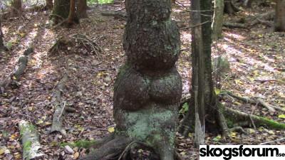 1445175348_hgn_gran_maerklig_18.10_(13)_s.jpg