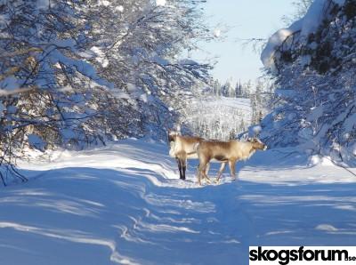 1520240721_feb2018reindeers.jpg