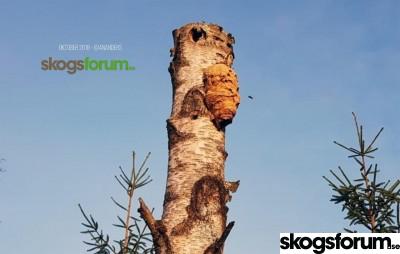 1538399557_skogsbild-sep-18-skogsforum.jpg