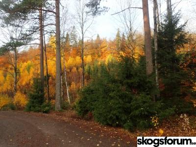 1539720819_host_seterskogen_16_10_18_(4).jpg