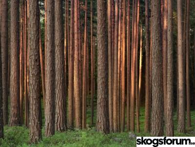 1550134658_storaenso.jpg