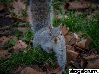 1575533942_grå_ekorre.jpg