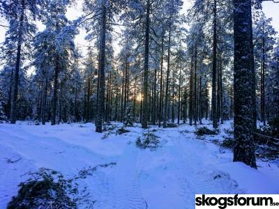 1579460620_staedat_i_skogen.jpg