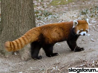 1588675390_rod-panda-firefox.jpg