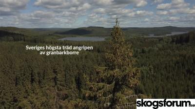 1595532352_molnbacka-gran-topp.jpg