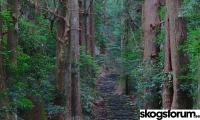 1597917896_japan-skog-skogsbruk.jpg