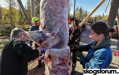 1599544377_sept2020moosehunting.jpg