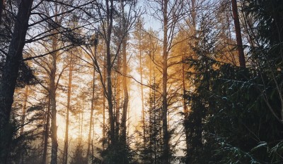 1600158940_skog-lettland-sca.jpeg
