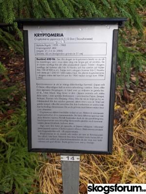 1604399040_kryptomeria_2.jpg