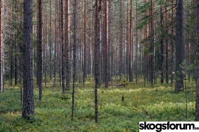 1607957429_tallskog.jpg