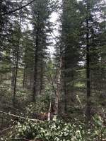 Skogsartikel bild intro