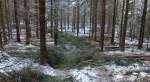Skogsartikel bild intro