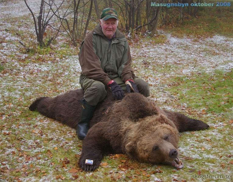 Björn skjuten i Masugnsbyn oktober 2008