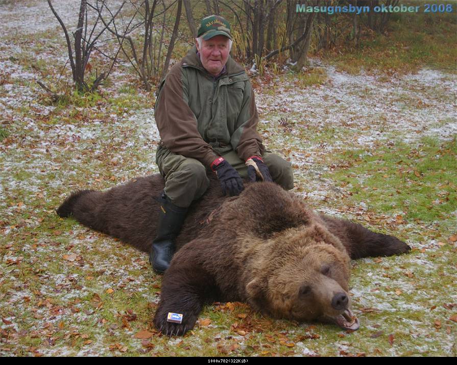 Björn skjuten i Masugnsbyn oktober 2008
